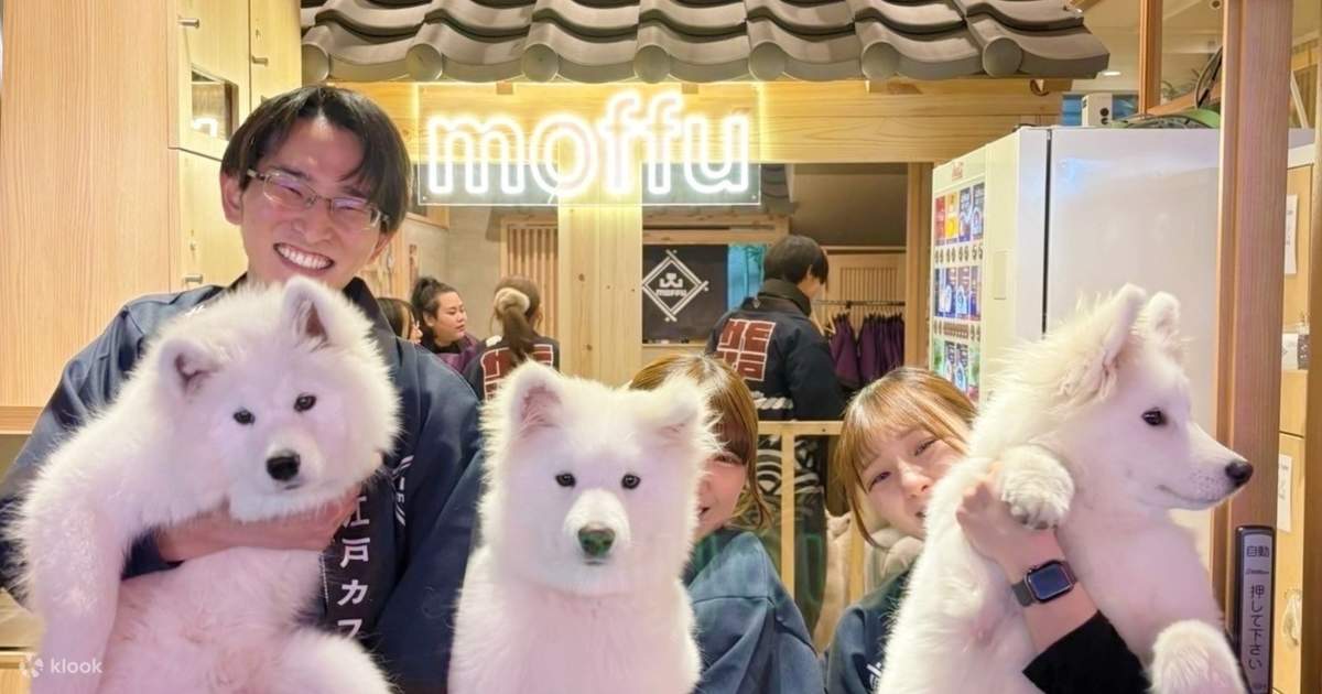 サモエド体験：原宿でサモエド犬と触れ合おう | Klook